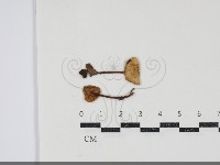 登錄號:F0034931藏品圖，第1張