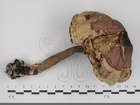 登錄號:F0034932藏品圖，第1張