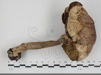 登錄號:F0034932藏品圖，第3張