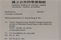 雲南無扣菌藏品圖，第2張