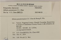 雲南無扣菌藏品圖，第3張