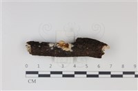 登錄號:F0034939藏品圖，第1張