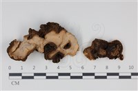 登錄號:F0034942藏品圖，第1張