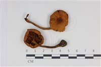 登錄號:F0034944藏品圖，第1張