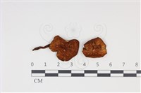登錄號:F0034947藏品圖，第3張