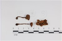 登錄號:F0034949藏品圖，第1張