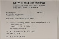 煙管菌藏品圖，第2張