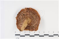 登錄號:F0034964藏品圖，第3張