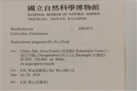 剛毛絲皮菌藏品圖，第2張