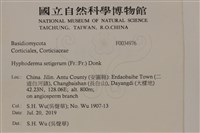 剛毛絲皮菌藏品圖，第2張