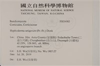 剛毛絲皮菌藏品圖，第2張