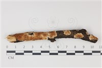 登錄號:F0034994藏品圖，第1張