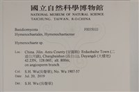 刺革菌屬藏品圖，第2張