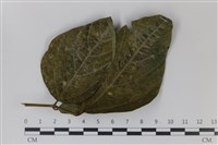 登錄號:F0035012藏品圖，第1張
