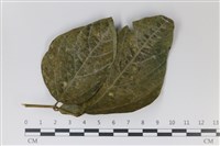 登錄號:F0035012藏品圖，第3張