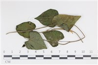 登錄號:F0035013藏品圖，第1張