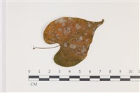 登錄號:F0035015藏品圖，第4張