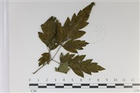登錄號:F0035016藏品圖，第1張