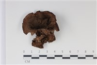 登錄號:F0035019藏品圖，第1張