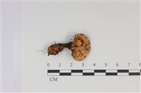 登錄號:F0035026藏品圖，第1張