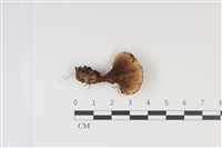 登錄號:F0035026藏品圖，第3張