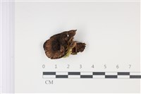 登錄號:F0035036藏品圖，第1張