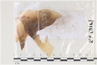 登錄號:F0035042藏品圖，第1張