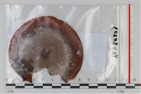 登錄號:F0035046藏品圖，第1張