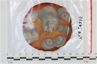 登錄號:F0035053藏品圖，第1張