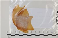 登錄號:F0035055藏品圖，第1張