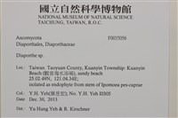 登錄號:F0035056藏品圖，第2張