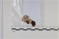 登錄號:F0035057藏品圖，第1張