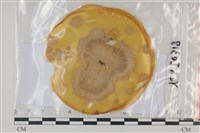 館號:F0035060藏品圖，第1張