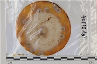 登錄號:F0035063藏品圖，第1張