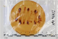 登錄號:F0035065藏品圖，第1張