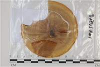 登錄號:F0035074藏品圖，第1張