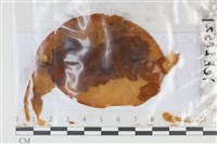 登錄號:F0035080藏品圖，第1張
