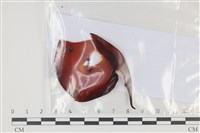 登錄號:F0035082藏品圖，第1張