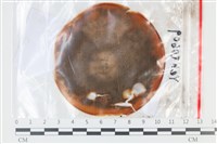 登錄號:F0035090藏品圖，第1張