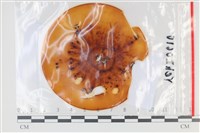登錄號:F0035091藏品圖，第1張