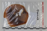 登錄號:F0035093藏品圖，第1張