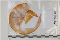 登錄號:F0035095藏品圖，第1張