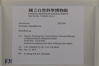 青黴菌屬藏品圖，第2張