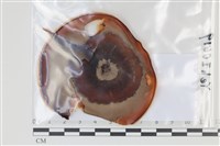登錄號:F0035099藏品圖，第1張