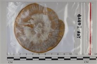 登錄號:F0035104藏品圖，第1張