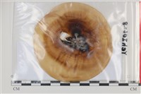 登錄號:F0035106藏品圖，第1張