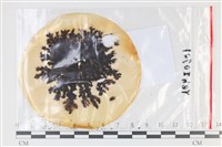 登錄號:F0035111藏品圖，第1張