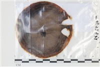 登錄號:F0035112藏品圖，第1張