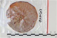 登錄號:F0035113藏品圖，第1張