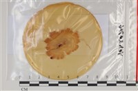 登錄號:F0035115藏品圖，第1張